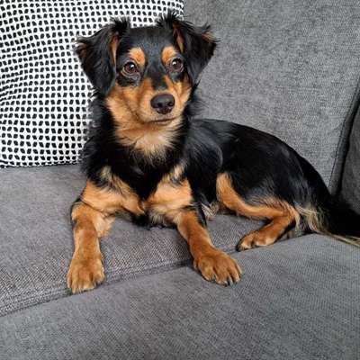 Hundetreffen-Social Walk im Stadewäldchen-Profilbild