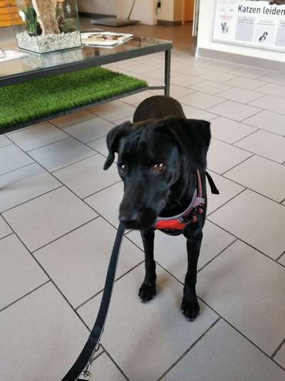 Mischlinge raten - Rätselspaß-Beitrag-Bild