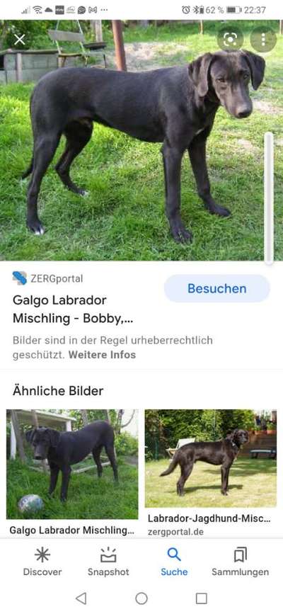 Mischlinge raten - Rätselspaß-Beitrag-Bild