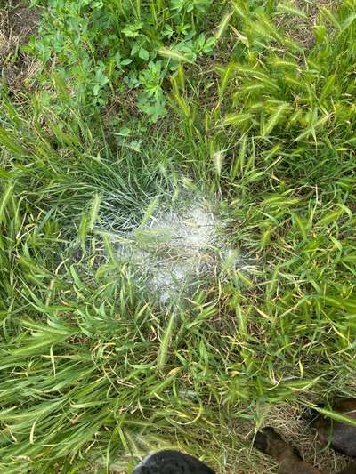 Giftköder-Weißes Pulver im hohen Gras verteilt-Bild