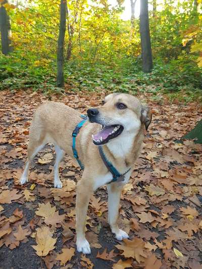 Russische Jagdhunde (Bracke) oder andere-Beitrag-Bild