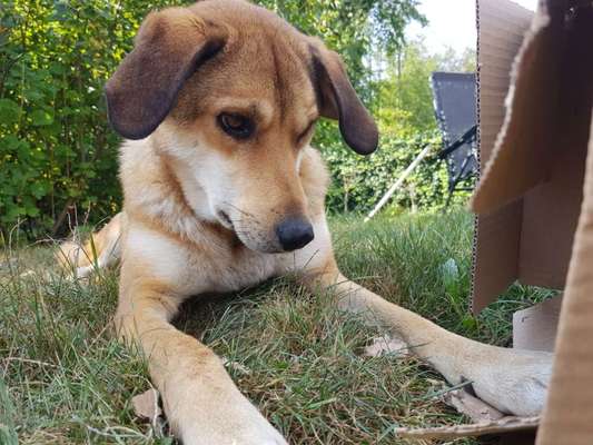 Russische Jagdhunde (Bracke) oder andere-Beitrag-Bild