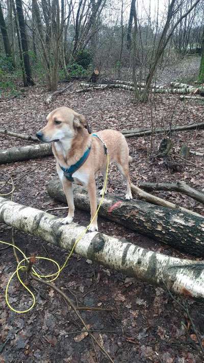 Russische Jagdhunde (Bracke) oder andere-Beitrag-Bild