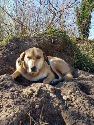 Russische Jagdhunde (Bracke) oder andere-Beitrag-Bild