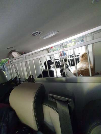 Windhunde - Treffen der besonderen Schönheiten
HERZLICH WILLKOMMEN-Beitrag-Bild