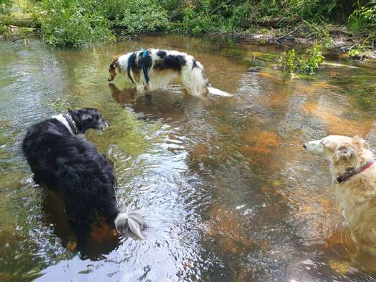 Windhundtreffen - PLZ-Beitrag-Bild