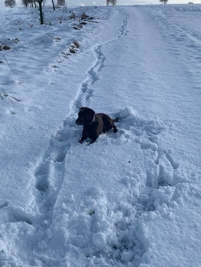 Labradorfans-Beitrag-Bild