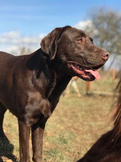 Labradorfans-Beitrag-Bild