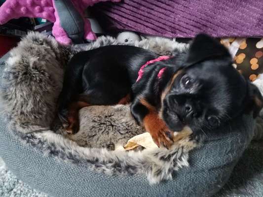 Seltene Rassen!-Beitrag-Bild