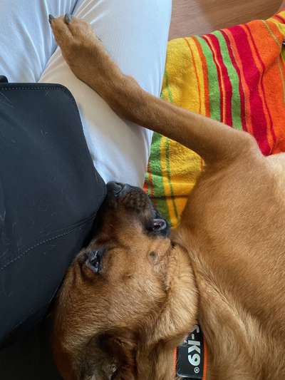 Dogorama Photo Challenge - Hundeblick zum hinschmelzen-Beitrag-Bild