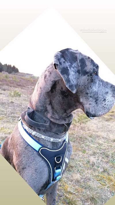 Deutsche Doggen Besitzer zeigt euch-Beitrag-Bild