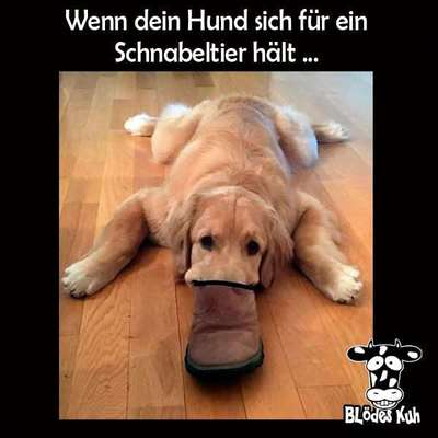 Hunde Memes-Beitrag-Bild