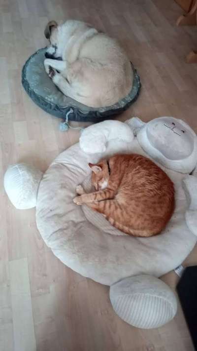 Hund und Katz Momente-Beitrag-Bild