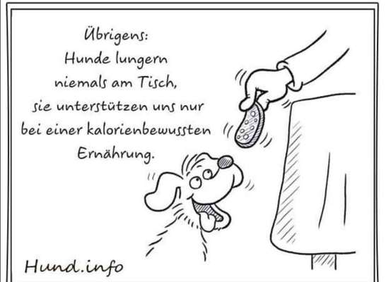 Hunde Memes-Beitrag-Bild
