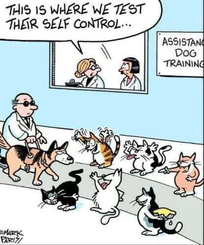 Hunde Memes-Beitrag-Bild