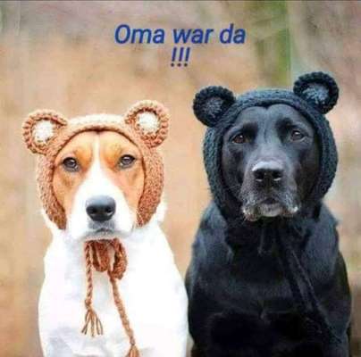 Hunde Memes-Beitrag-Bild