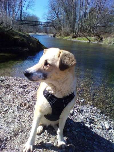 Hunde vom Tierschutzverein 🐕♥️-Beitrag-Bild