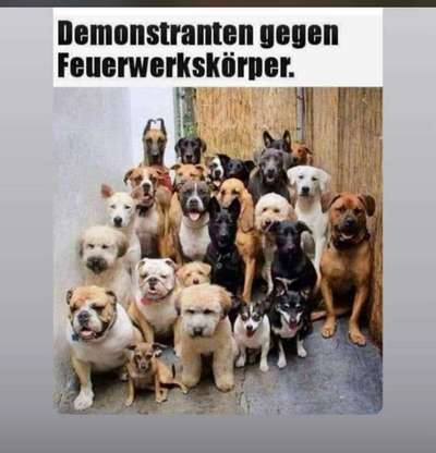Hunde Memes-Beitrag-Bild