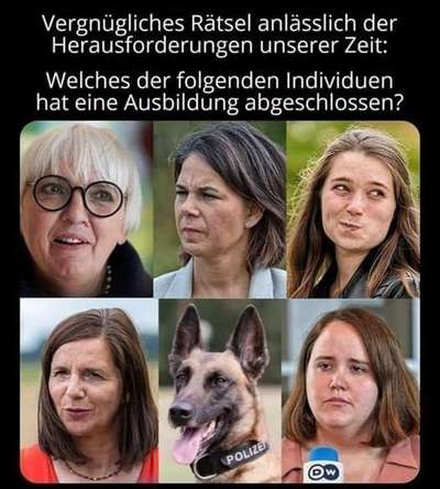 Hunde Memes-Beitrag-Bild