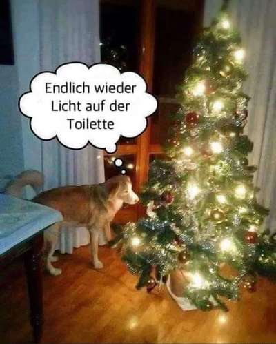 Hunde Memes-Beitrag-Bild