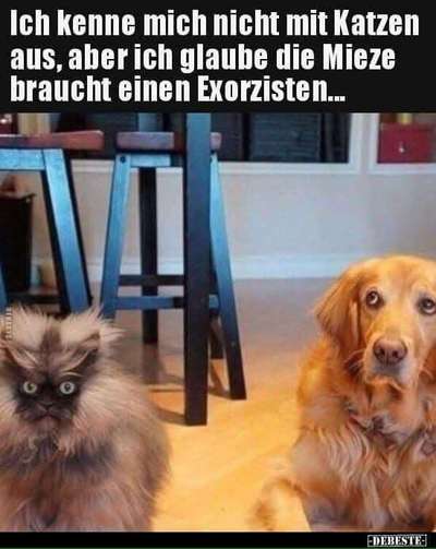 Hunde Memes-Beitrag-Bild