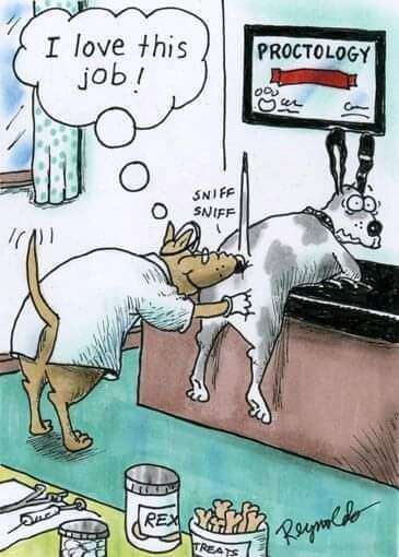 Hunde Memes-Beitrag-Bild