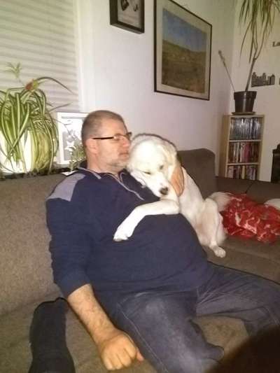 Herdenschutzhund-Beitrag-Bild