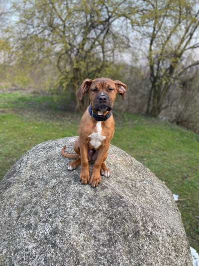 Hundetreffen-Teltowkanal-Bild