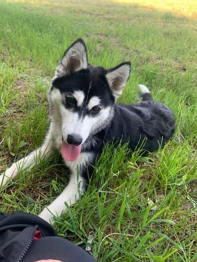 Hundetreffen-Husky Treffen 😍-Bild