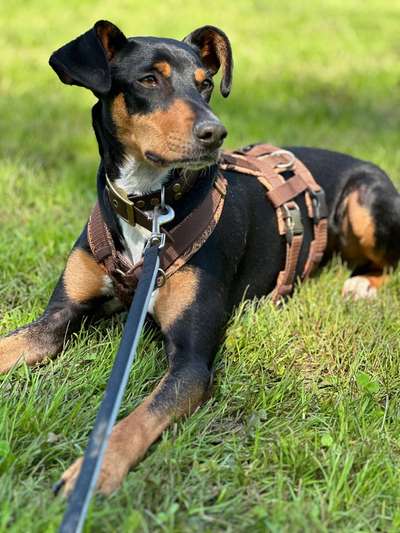 Unsere Fellnasen-Vielfalt im Überblick!-Beitrag-Bild