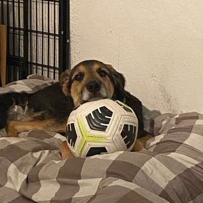 Hundetreffen-Gemeinsam Gassi gehen und Spielen-Bild