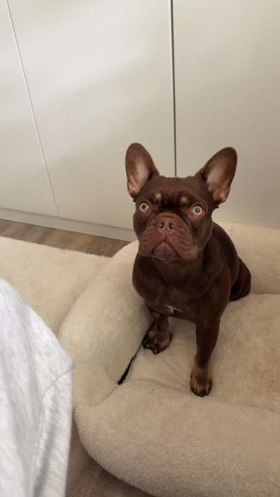 Hundetreffen-Frenchie Treffen-Bild