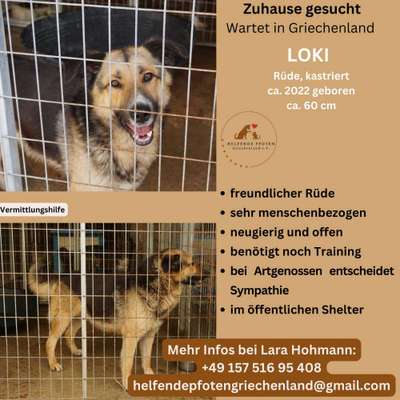 Tierschutzhunde suchen ein Zuhause-Beitrag-Bild