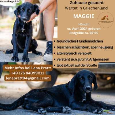 Tierschutzhunde suchen ein Zuhause-Beitrag-Bild
