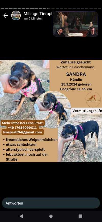 Tierschutzhunde suchen ein Zuhause-Beitrag-Bild