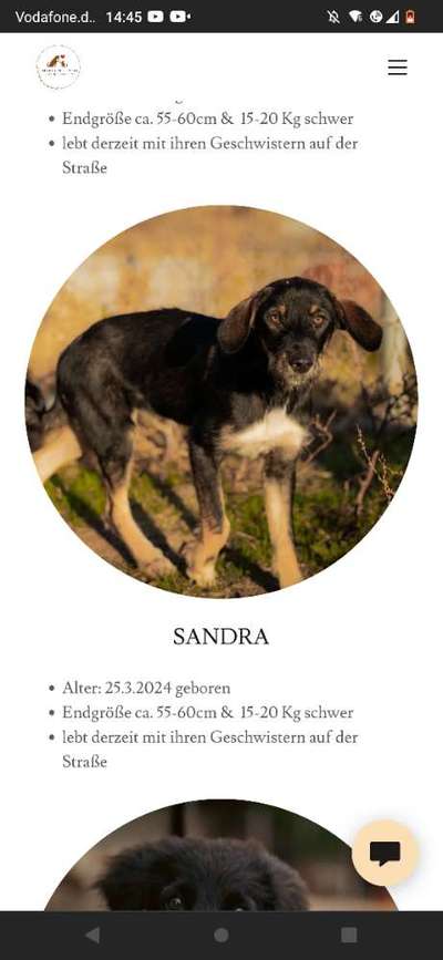 Tierschutzhunde suchen ein Zuhause-Beitrag-Bild