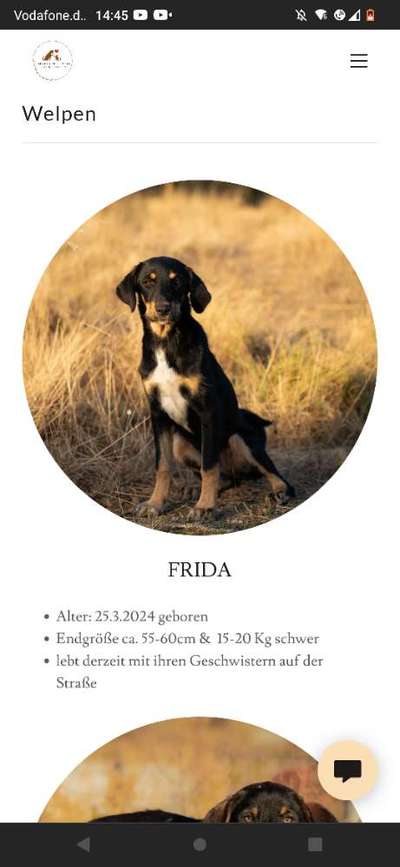 Tierschutzhunde suchen ein Zuhause-Beitrag-Bild