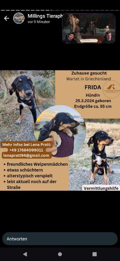 Tierschutzhunde suchen ein Zuhause-Beitrag-Bild