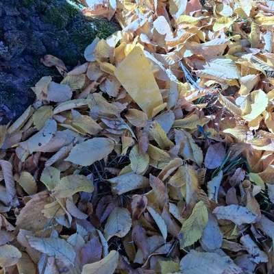 Nachbar entsorgt Müll in unseren Garten.-Beitrag-Bild