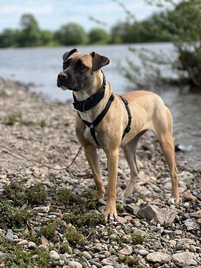 Mischlinge raten - Rätselspaß-Beitrag-Bild