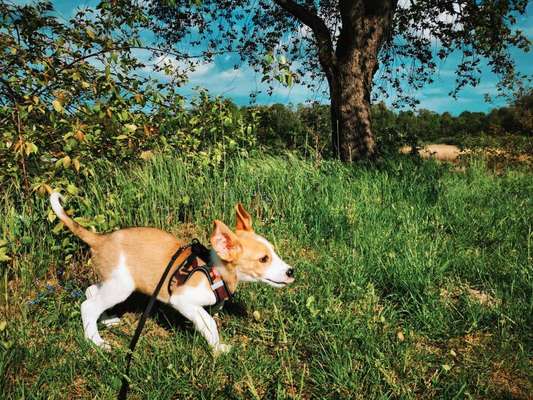 Die Dogorama Monats Challenge "Es grünt und blüht"-Beitrag-Bild