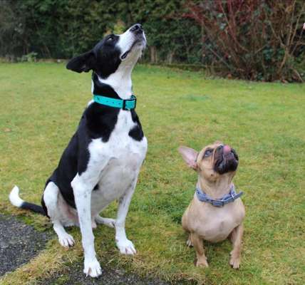 Dogorama Photo Challenge - Der Frühling kommt-Beitrag-Bild