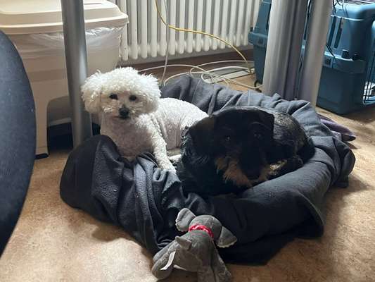 🐶 Sind Bürohunde jetzt VERBOTEN?! 😱-Beitrag-Bild