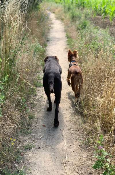 Die Dogorama Kalender Challenge Titelbild-Beitrag-Bild