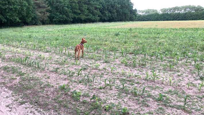 Hundeauslaufgebiet-Mauerweg - Im Roten Dudel/ Mahlow-Bild