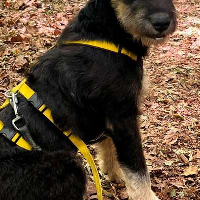 Hundetreffen-Gassi- und Spielpartner gesucht-Bild