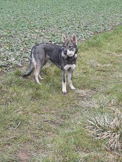 Schäferhundmischlinge-Beitrag-Bild