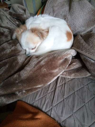 Welchen Hund hast du?-Beitrag-Bild