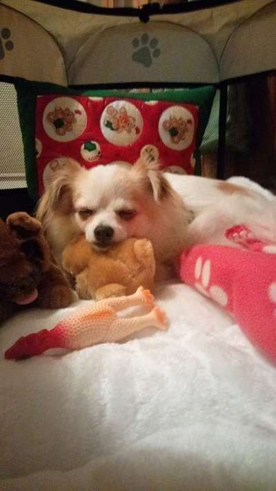 Dogorama Photo Challenge - Lieblingsspielzeug!-Beitrag-Bild