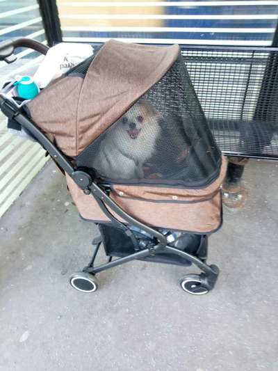 Darf der Hund bei Euch im Bett schlafen?-Beitrag-Bild